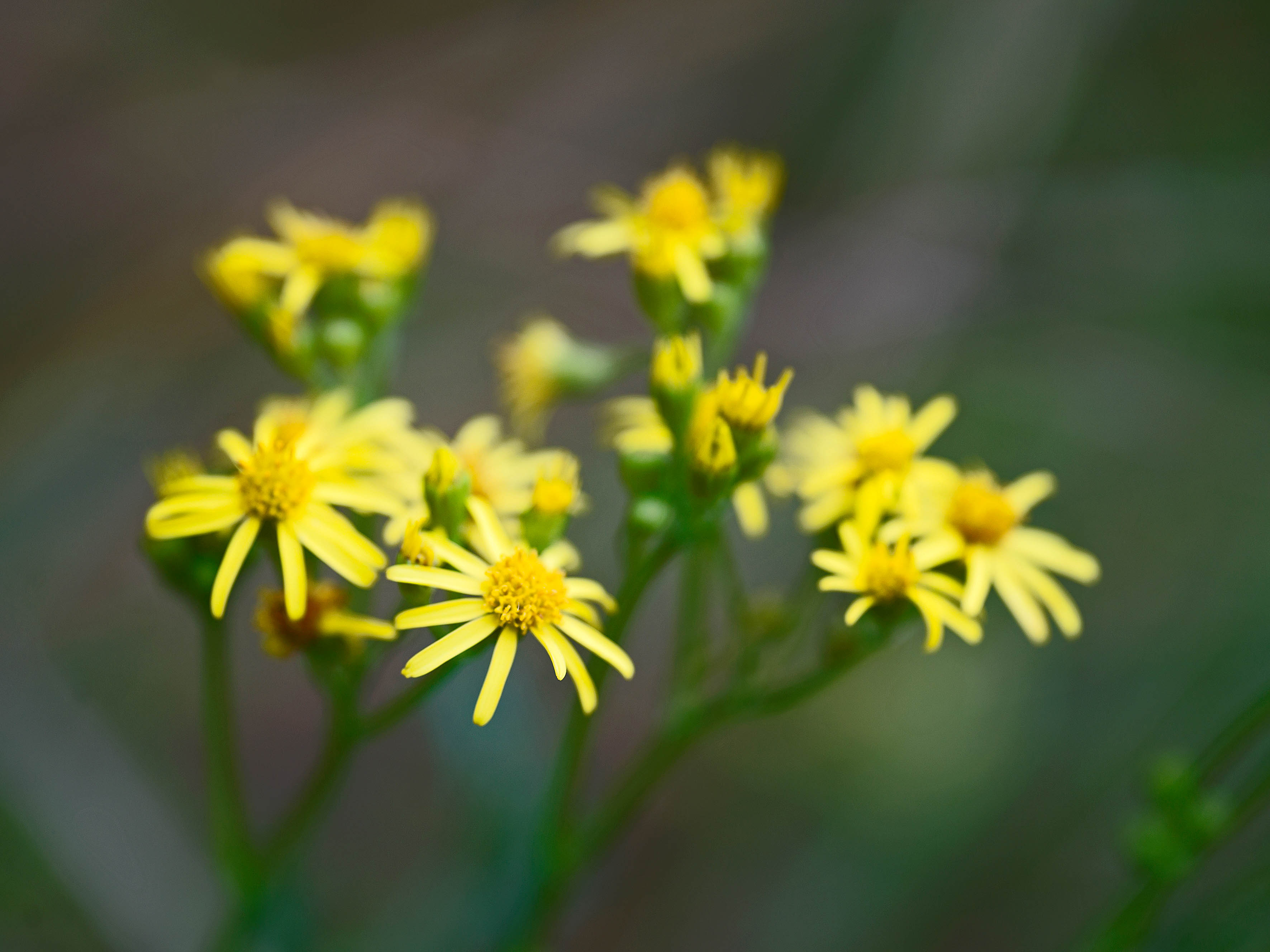 Botanical